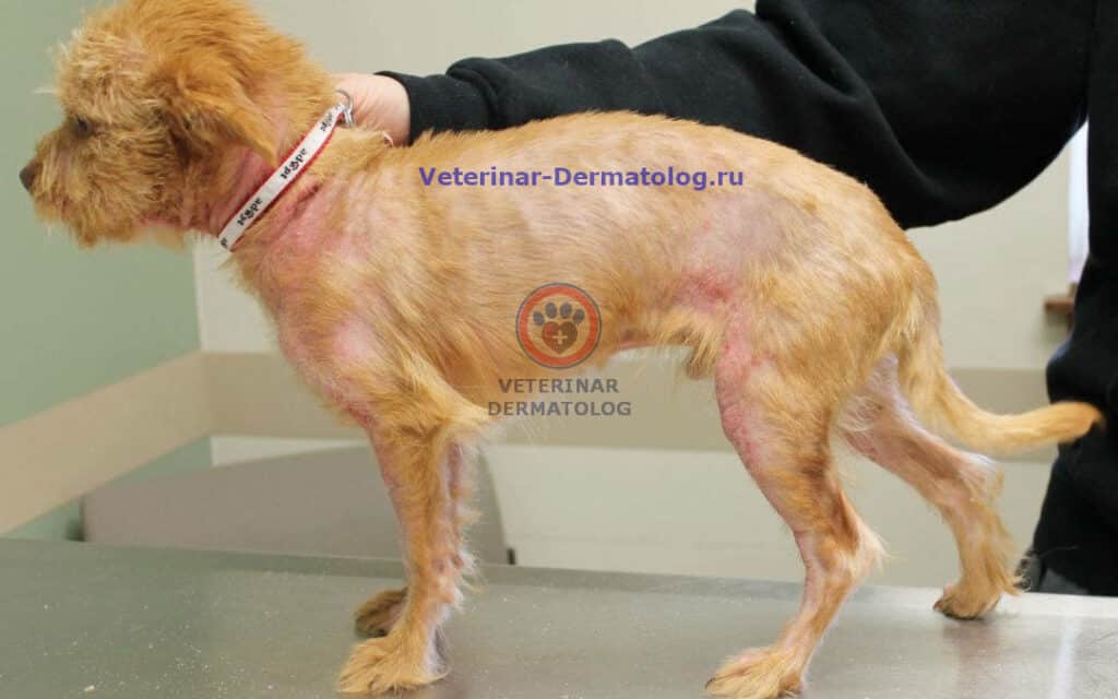 Атопический дерматит у собак фото