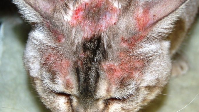 Атопический дерматит у кошек - [Симптомы, Диагностика, Лечение]
