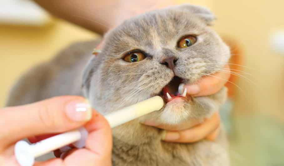 Пероральное лечение кошек от лишая