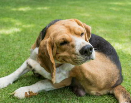 Аллергии у собак: виды, симптомы, признаки, лечение