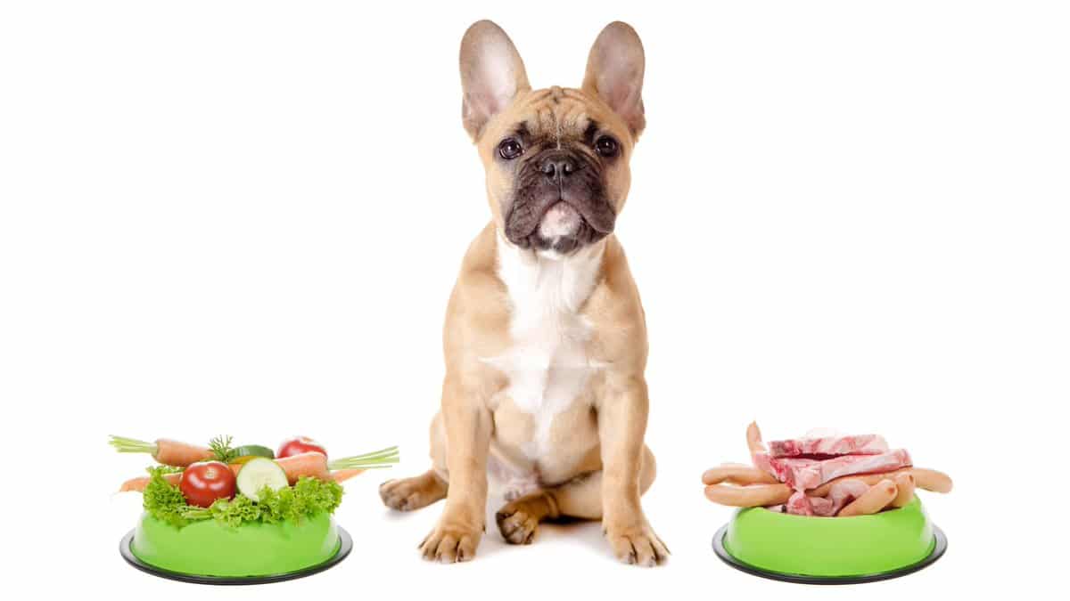 Пищевая аллергия у собак: признаки, симптомы, лечение, корм, диета