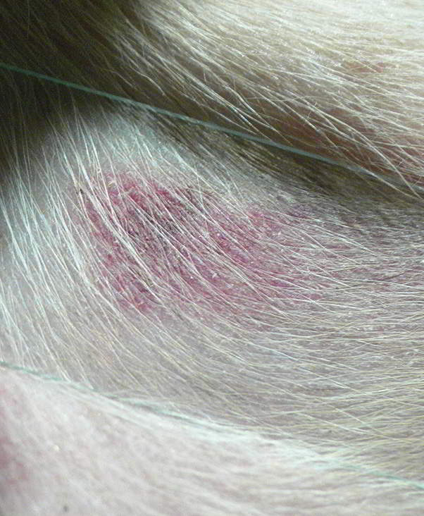 Фото диагностики васкулита на коже у собаки