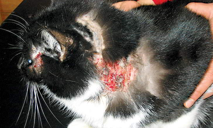 Лечение атопического дерматита у кошек