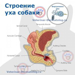 Лечение отита и ушей у собак - Ветеринар-Дерматолог