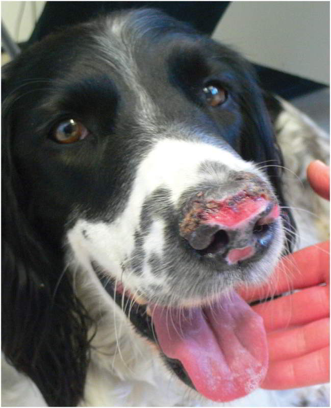 Фото васкулита у собаки на носу