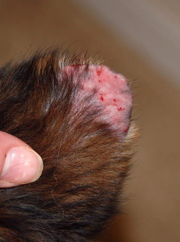 Фото васкулита у собаки на ушах