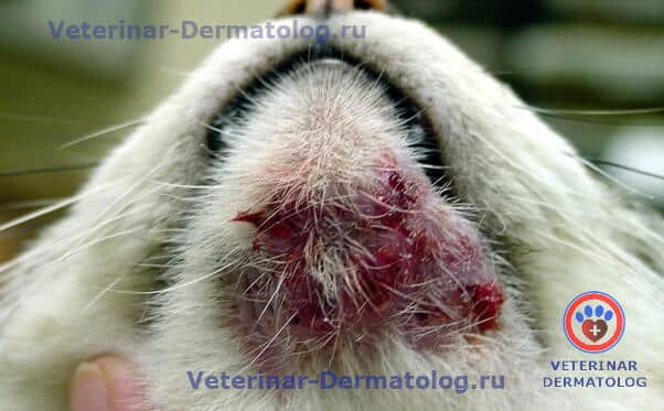 Генетическая предрасположенность к заболеваниям кожи у животных