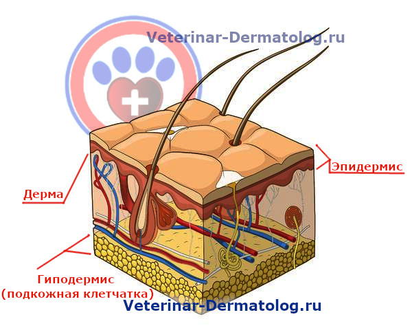 Ветеринарная дерматология - структура кожи у собак и кошек