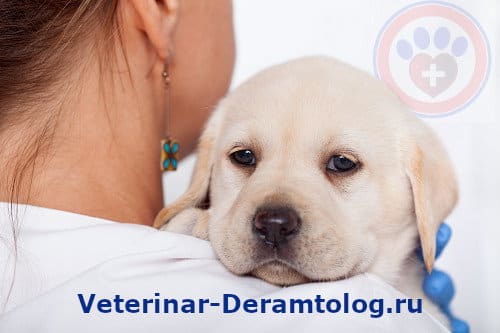 Причины для посещения ветеринара дерматолога