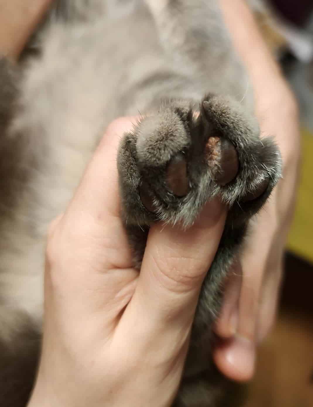 Нарост на пальце у кота